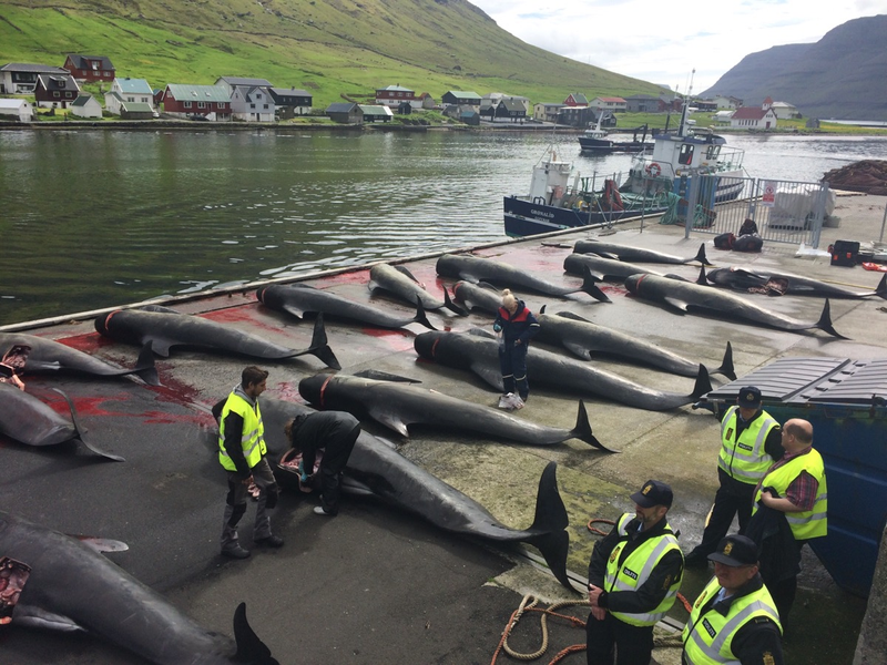 Pilot whales lined up after a hunt, June 2015. Photo credit: Rosie Kunneke / Sea Shepherd Global